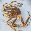 KING CRAB XANH