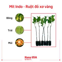 Cây giống Mít Indo - Mít ruột đỏ xơ vàng