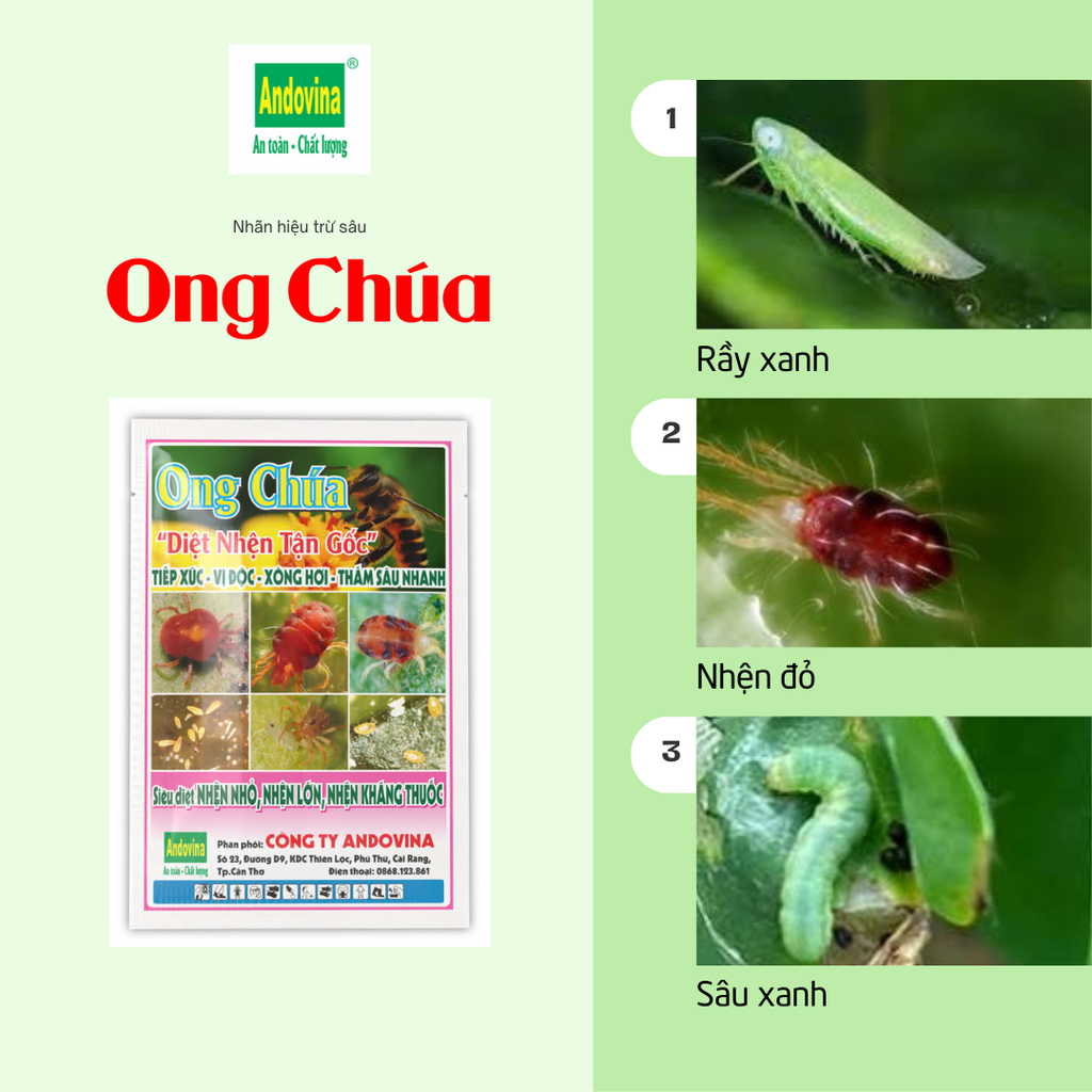 Ong Chúa 100gr