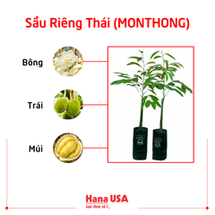 Cây giống Sầu Riêng Ri6