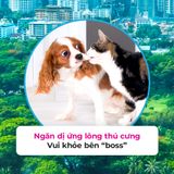  Combo 03 Thẻ lọc không khí - khử mùi ion e air Card Plus 