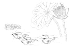 Trong đầm gì đẹp bằng sen (Sách tô màu)