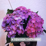  Hoa giỏ HG13 