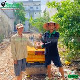 (Cho Thuê Ngày) Xe lu dắt tay 800Kg Nhật Bản - Động cơ Diesel