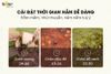 Nồi nấu cháo chậm Bear 0,8L vàng