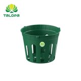  Chậu lan sọc (không dây) 