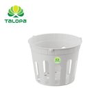  Chậu lan sọc (không dây) 