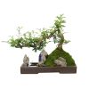 Chậu cây cảnh xanh nghệ thuật Chất liệu gỗ tiêu + rêu tươi bắt mắt + đế gỗ