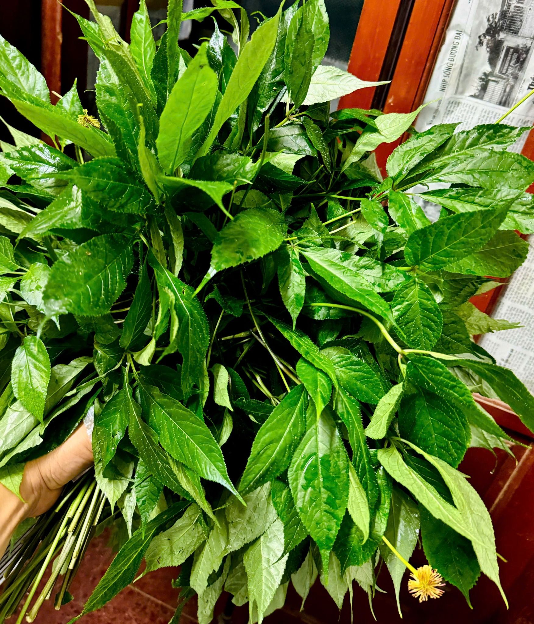 Giá sâm tươi ngọc linh