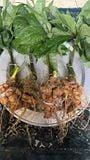  4cây-1kg, sâm già nu cục sâm này không ăn phí quá 