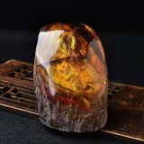  Đồ trang trí mẫu san hô tự nhiên, bọ cạp, ve sầu, bướm, côn trùng thật, bộ sưu tập trẻ em, quà tặng sinh nhật sáng tạo, giảng dạy khoa học phổ thông 