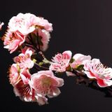  HOA ƯINTERSWEET TRANG TRÍ NỘI THẤT CAO CẤP Chiều dài: Chiều dài khoảng 56CM.  Màu sắc: đỏ, trắng 