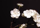  HOA ƯINTERSWEET TRANG TRÍ NỘI THẤT CAO CẤP Chiều dài: Chiều dài khoảng 56CM.  Màu sắc: đỏ, trắng 