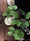  Bầu ngọc trang trí phòng khách Chất liệu pha lê tự nhiên, gỗ nguyên khối Kt tổng thể 30*14*38cm Kt quả bầu 10*20cm 