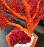  Chậu san hô đỏ tự nhiên khô sạch Thích hợp trưng bày phong thủy cao 80cm ngang 66cm.  bao ship 