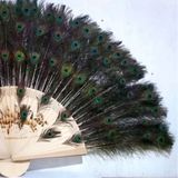  Quạt lông công siêu dày 8 lớp BKFACN-9263 