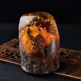  Đồ trang trí mẫu san hô tự nhiên, bọ cạp, ve sầu, bướm, côn trùng thật, bộ sưu tập trẻ em, quà tặng sinh nhật sáng tạo, giảng dạy khoa học phổ thông 