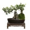 Hòn non bộ nhỏ và dòng nước chảy Chất liệu gỗ + cây + rêu tươi