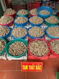  TAM THẤT BẮC- thảo dược quý hiếm từ Tây Bắc 
