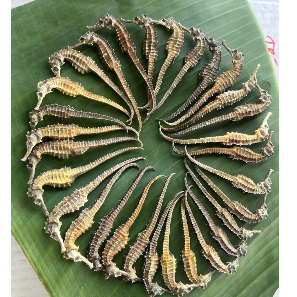  Cá ngựa khô BKNHVN-9005 