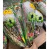 Hoa tuyết liên sơn BKNHVN-9007