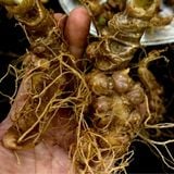  Sâm Ngọc Linh đầu dài rễ tơ BKNHVN-9012 