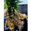  Sâm vùi đầu 3 củ 1kg BKNHVN-9013 