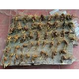  Sâm nhỏ cổ dài rễ tơ cực chất tím BKNHVN-9014 