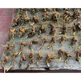  Sâm nhỏ cổ dài rễ tơ cực chất tím BKNHVN-9014 