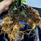  Sâm Vùi Đầu Dài Rễ Tơ Thơm Lừng Vị Sâm BKNHVN-9017 