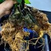 Sâm Vùi Đầu Dài Rễ Tơ Thơm Lừng Vị Sâm BKNHVN-9017