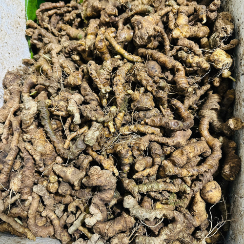  Tam thất rừng lõi vàng loang tím đã lọc vụn- đặc sản Tây Bắc 