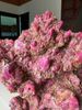 "Thuận Buồm Xuôi Gió" Ruby Lục Yên Tinh Thể