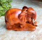  Voi Gỗ Hương Ta Liên Khối 