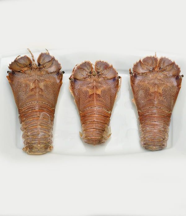  Frozen Whole Round Slipper Lobster 