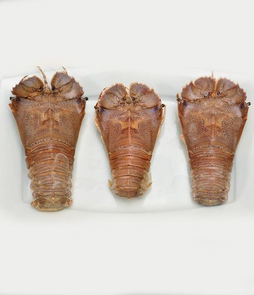  Frozen Whole Round Slipper Lobster 
