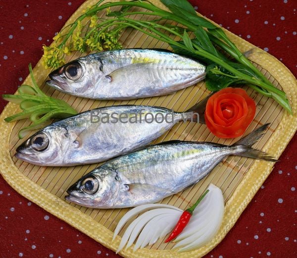  Whole Round Big eye Scad (Selar crumenophthalmus) 