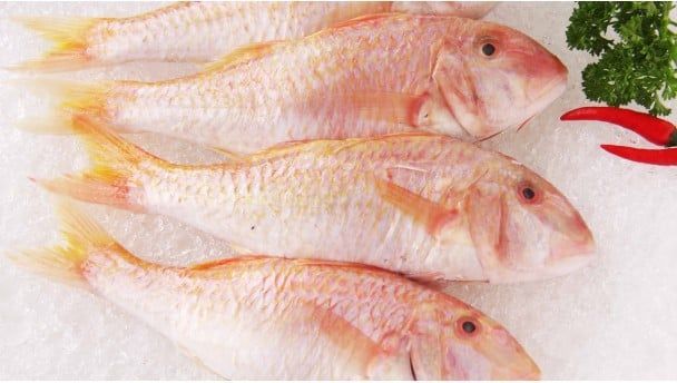  Fish of all kinds 
