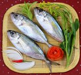  Whole Round Big eye Scad (Selar crumenophthalmus) 