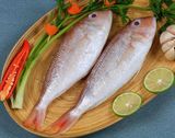  Fish of all kinds 