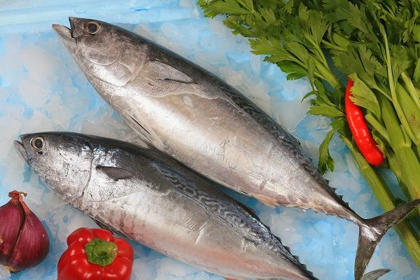  Whole Round Indian Mackerel (Rastrelliger kanagurta) 