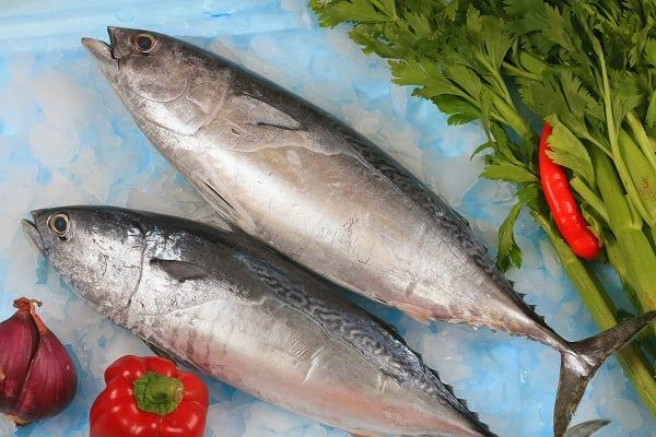  Whole Round Indian Mackerel (Rastrelliger kanagurta) 