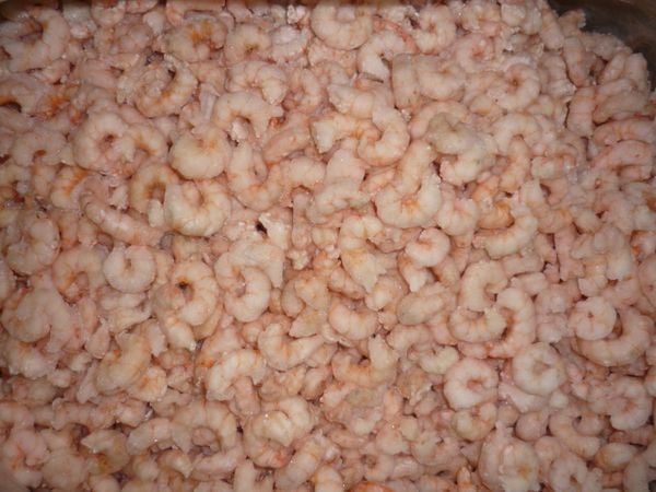  Pink Shrimp (Metapenaeus affinis) 