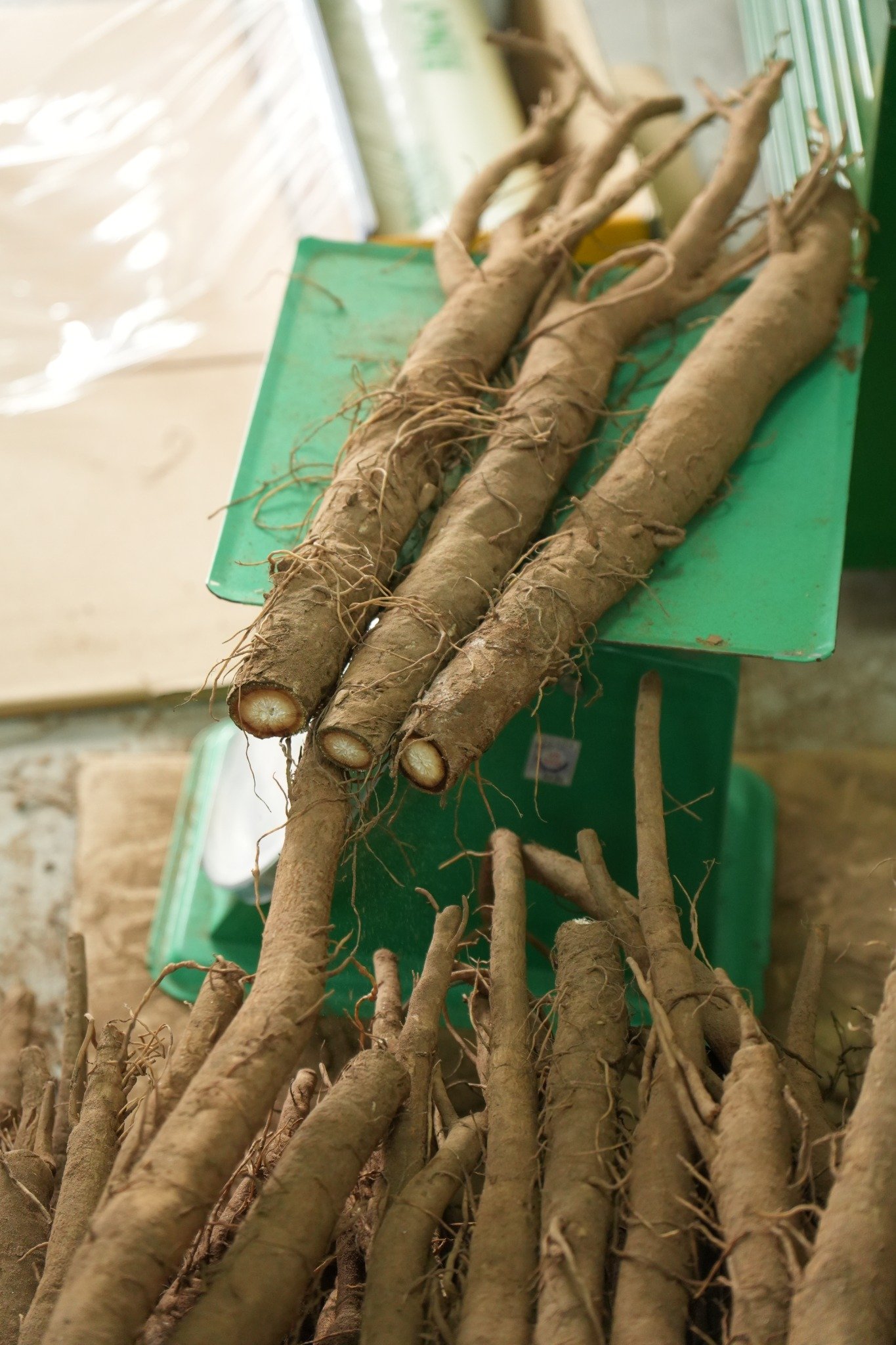 Ngưu bàng tươi