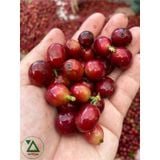 Cà Phê Phin Nguyên Chất 8Ro 2A I Đặc sản Đà Lạt