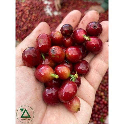 Cà Phê Phin Nguyên Chất 8Ro 2A I Đặc sản Đà Lạt