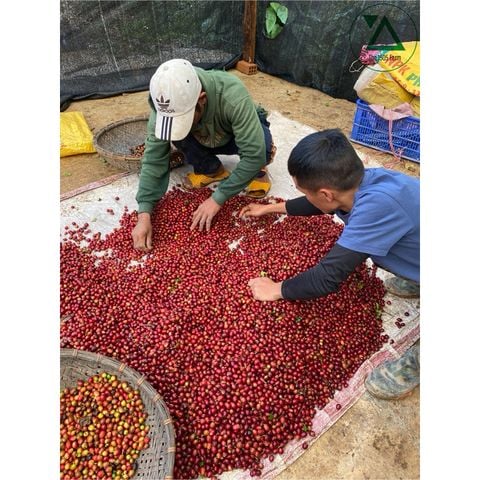 Cà Phê Phin Nguyên Chất 8Ro 2A I Đặc sản Đà Lạt