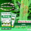 SUMO VUA ĐẠO ÔN CẢI TIẾN