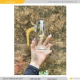  BỘ BÌNH LY MẠ VÀNG THỦY TINH 01 (YTEETH) 