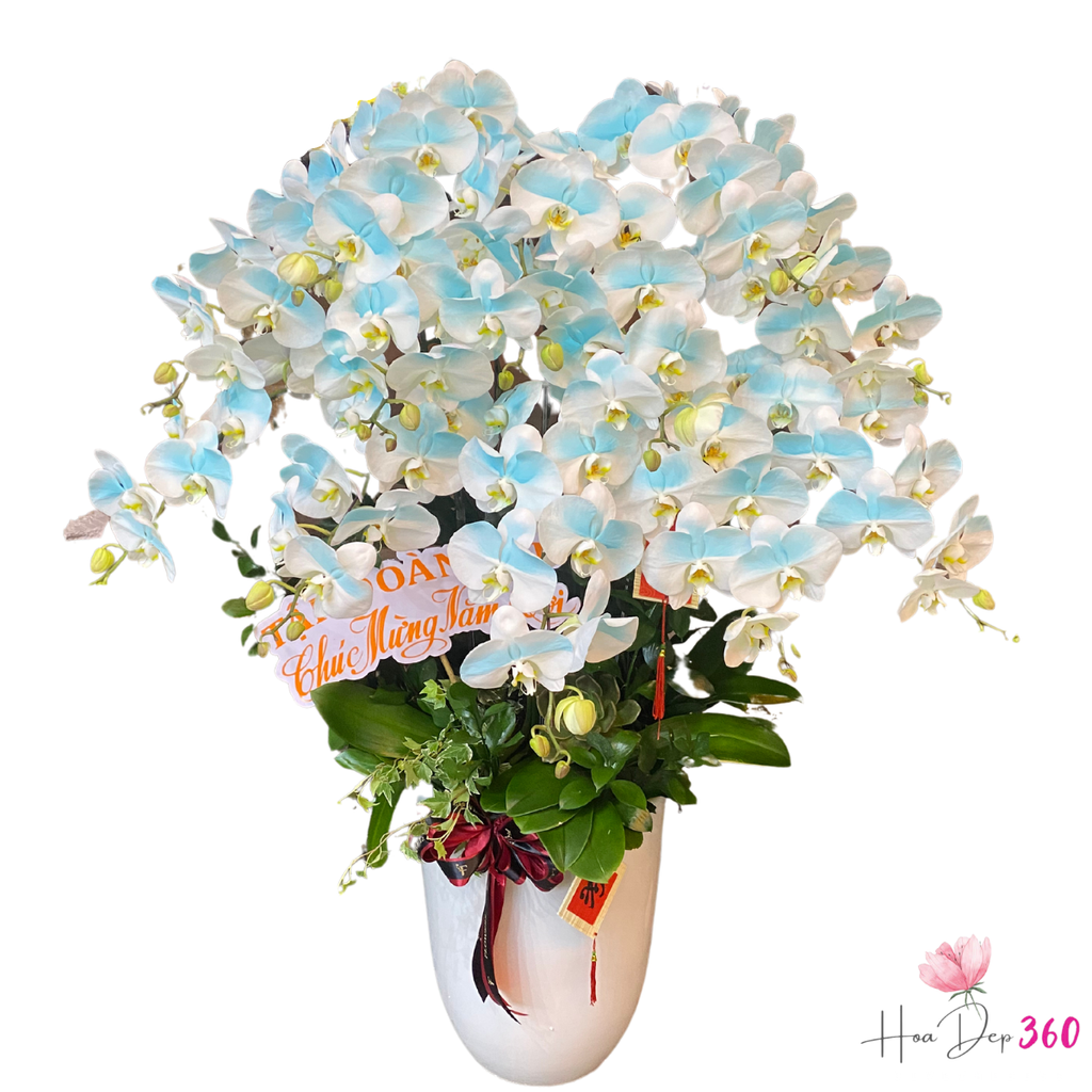 Lan Hồ Điệp Phát Lộc